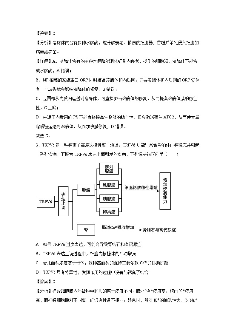 备战2025年高考生物模拟卷03(山东专用)生物试卷(解析版)第2页