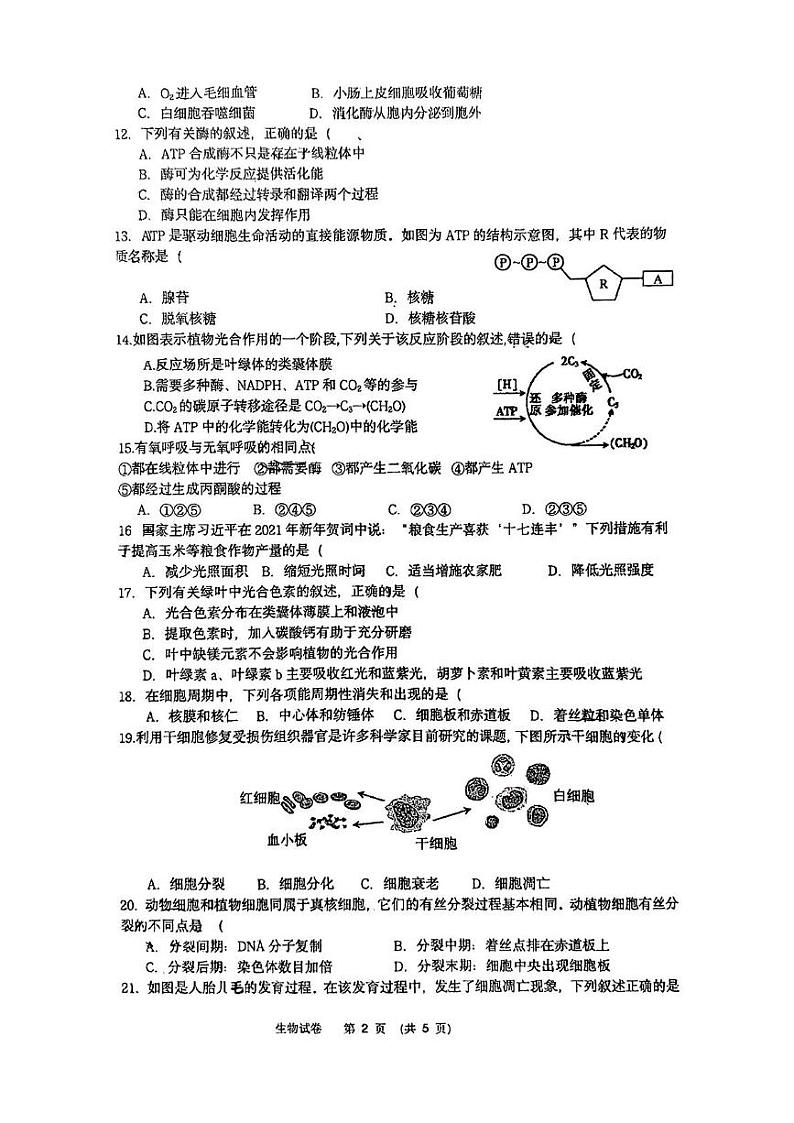 江苏省南通市通州高级中学2024-2025学年高二上学期学业水平合格考第二次模拟考试生物试题第2页
