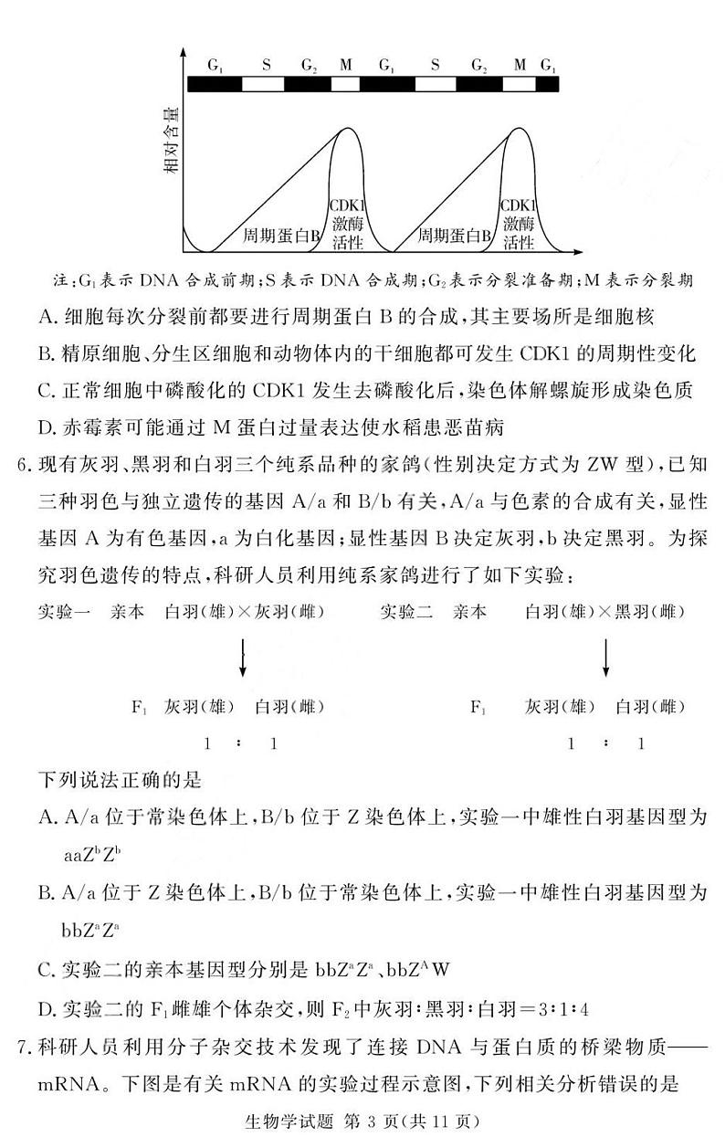 河南省湘豫名校联考2025届高三高考上学期第一轮复习-生物试卷+答案第3页