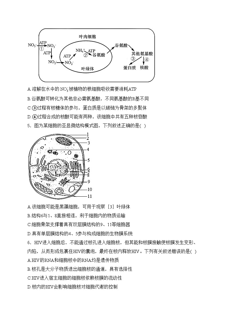 甘肃省多校2024-2025学年高一上学期12月第二次联考生物试卷(含答案)第2页