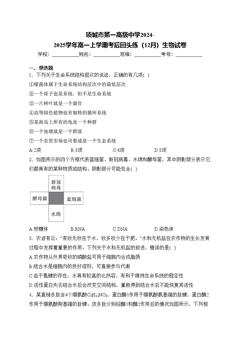 项城市第一高级中学2024-2025学年高一上学期考后回头练(12月)生物试卷(含答案)第1页