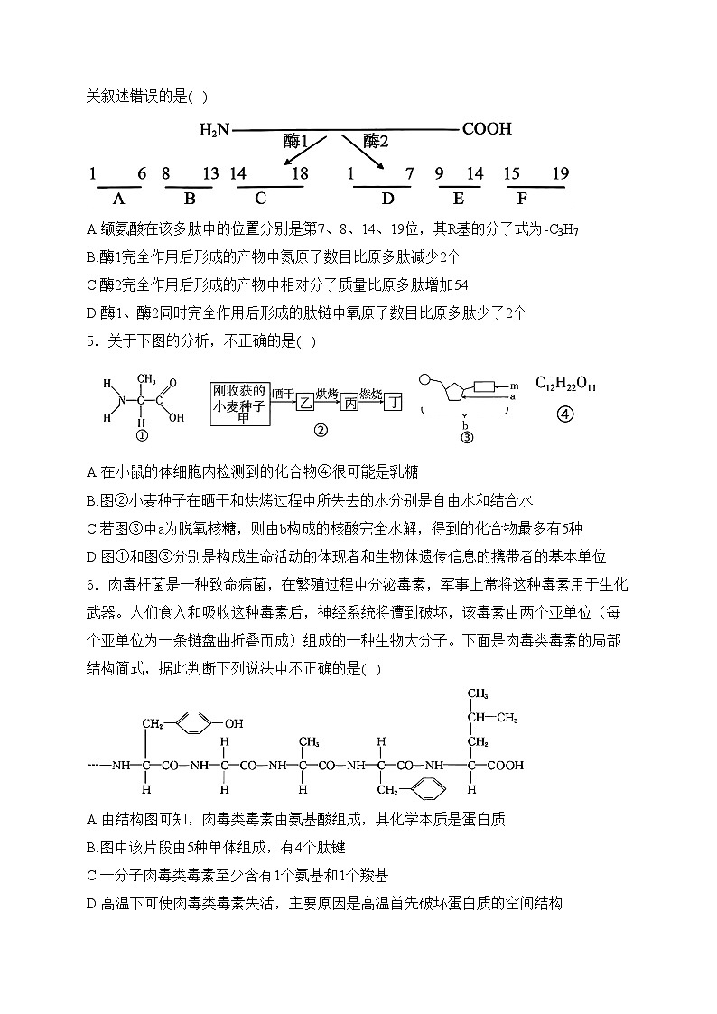 项城市第一高级中学2024-2025学年高一上学期考后回头练(12月)生物试卷(含答案)第2页