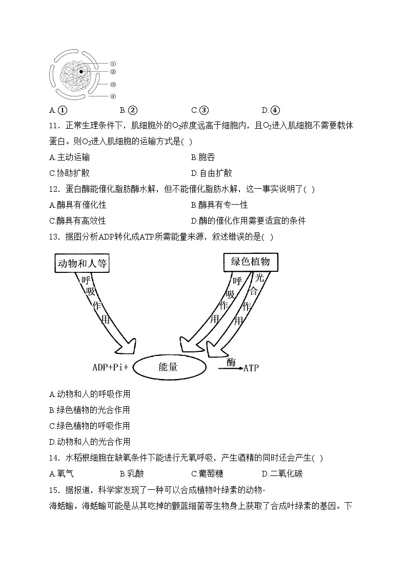 江苏省四市十一校联盟2024-2025学年高二上学期12月阶段联测生物试卷(含答案)第2页