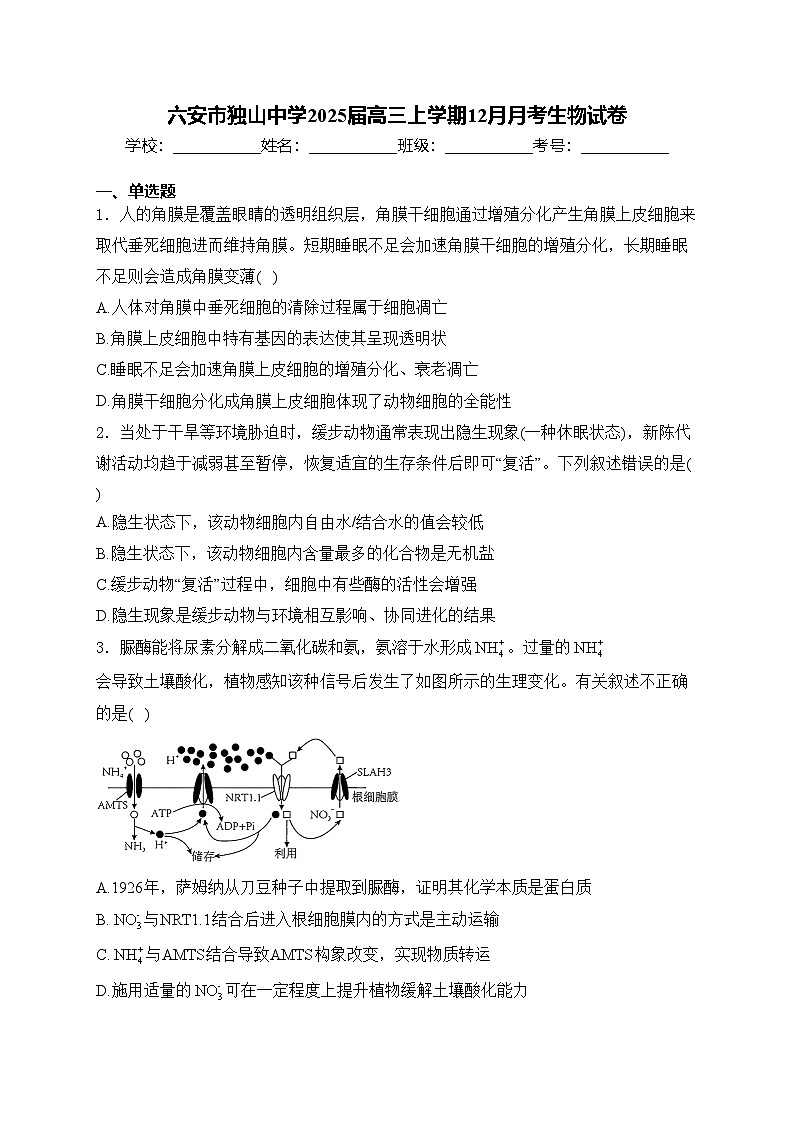 六安市独山中学2025届高三上学期12月月考生物试卷(含答案)第1页