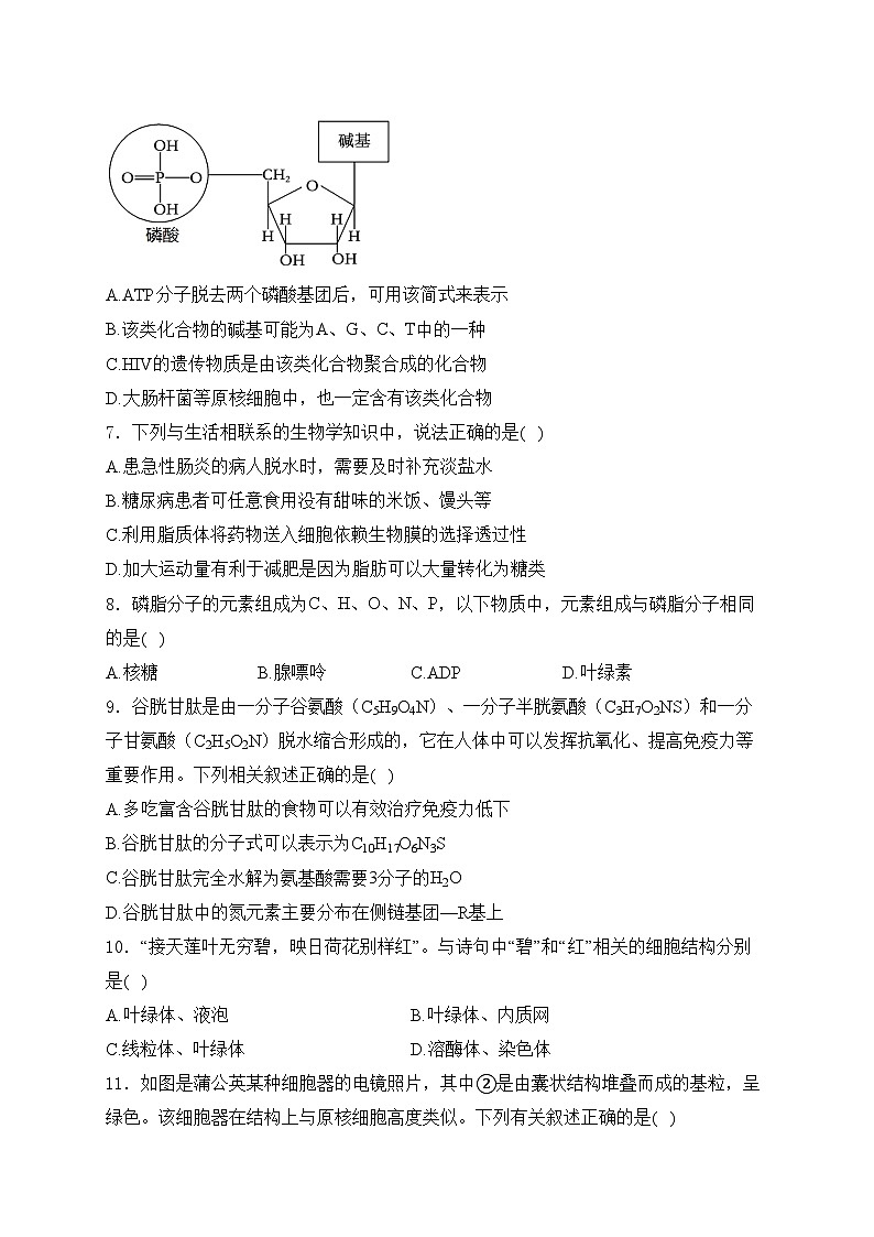 四川省绵阳南山中学2024-2025学年高一上学期12月月考生物试卷(含答案)第2页