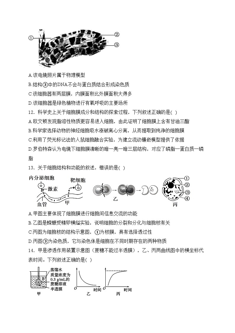 四川省绵阳南山中学2024-2025学年高一上学期12月月考生物试卷(含答案)第3页