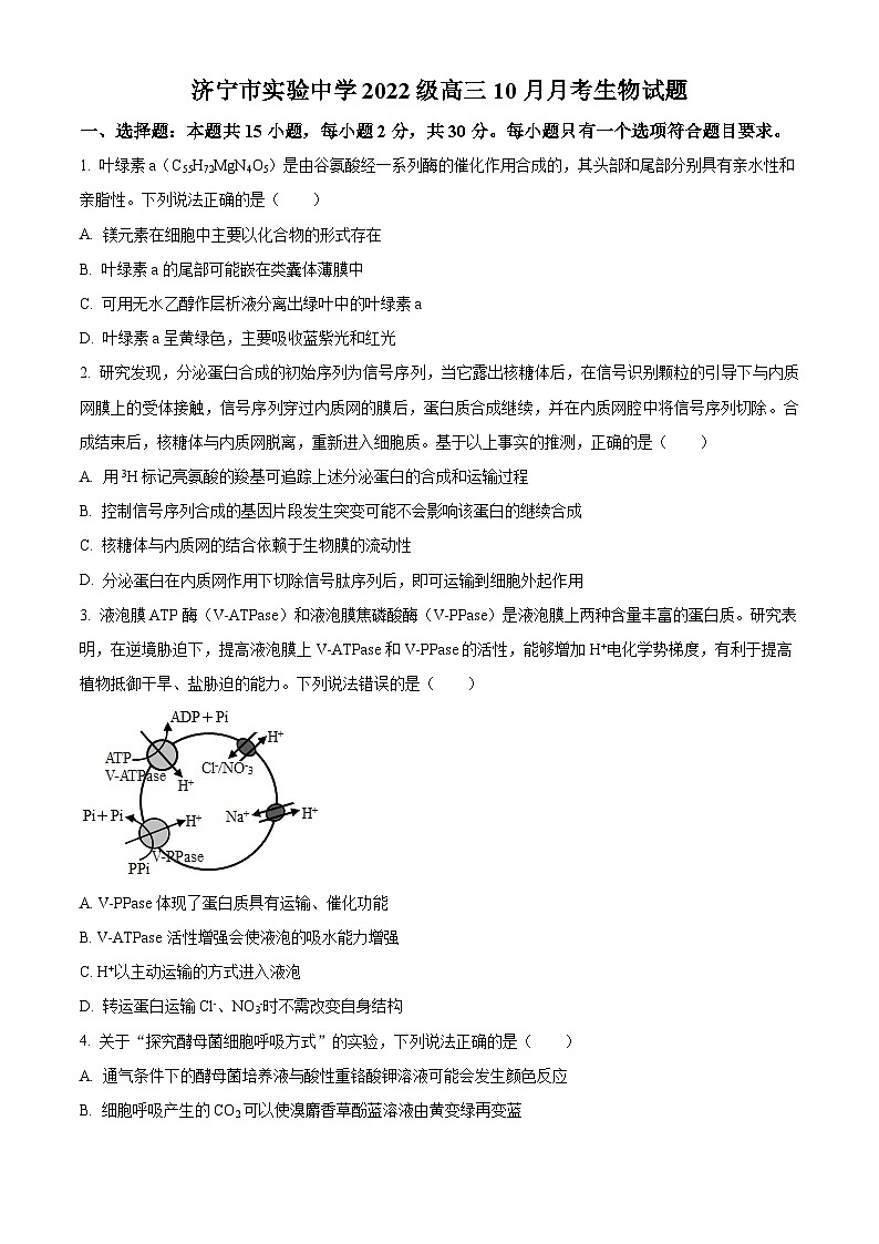 山东省济宁市实验中学2025届高三上学期10月月考生物试题第1页