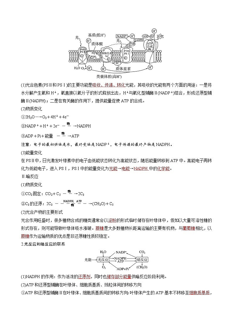 专题06 光合作用的原理-2025年高考生物 热点 重点 难点 专练(新高考通用)(解析版)第2页