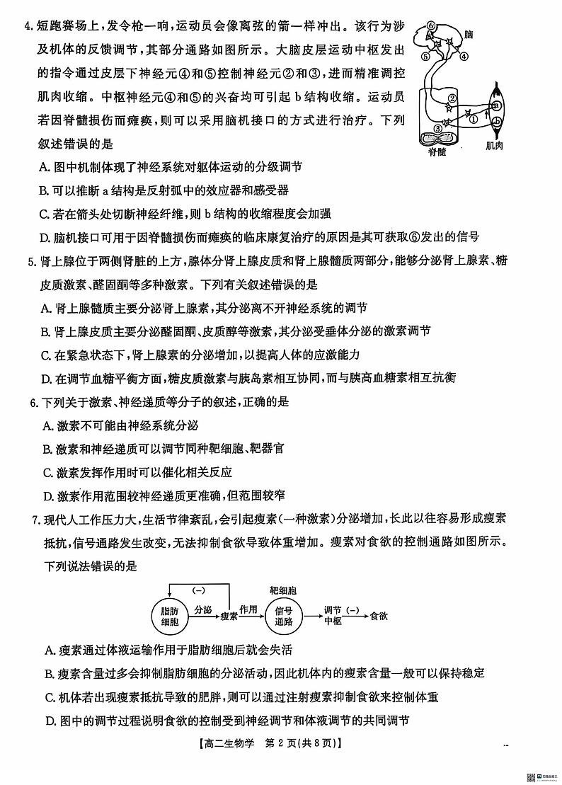 2025沧州沧衡名校联盟高二上学期11月期中考试生物PDF版无答案第2页