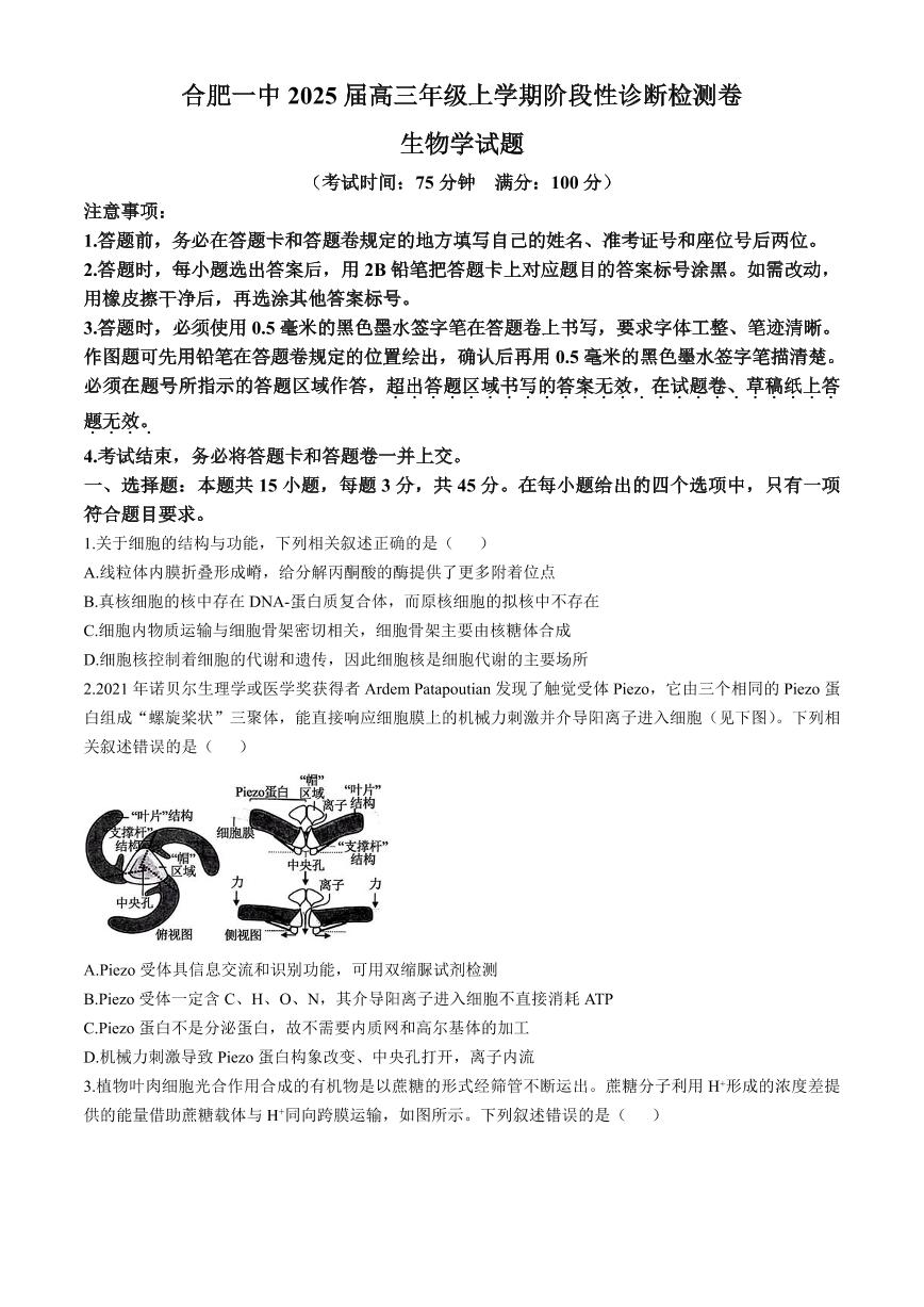 安徽省十联考合肥市第一中学等校2025届高三上学期高考一轮复习阶段性诊断检测-生物试卷+答案