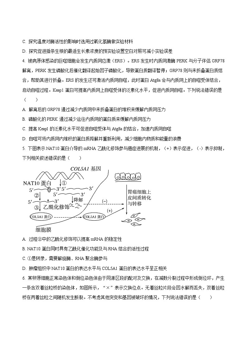 2025滕州一中高三上学期12月定时检测试题生物含答案第2页