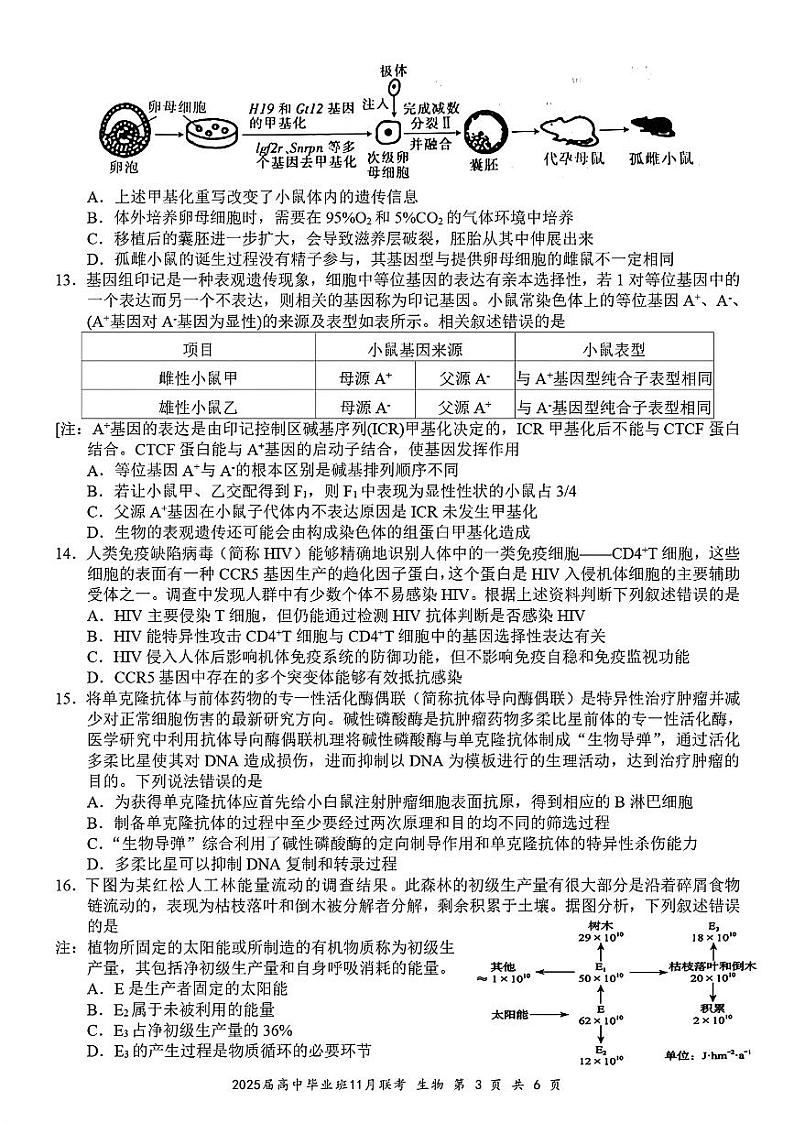 广西新课程教研联盟2024-2025学年高三上学期11月联考生物试卷(PDF版)含答案第3页