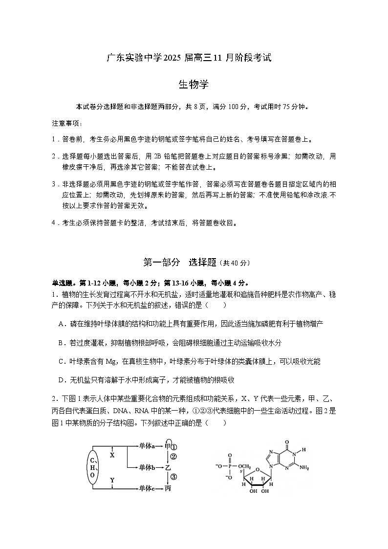 广东省实验中学2025届高三上学期11月阶段考试生物试卷(无答案)第1页