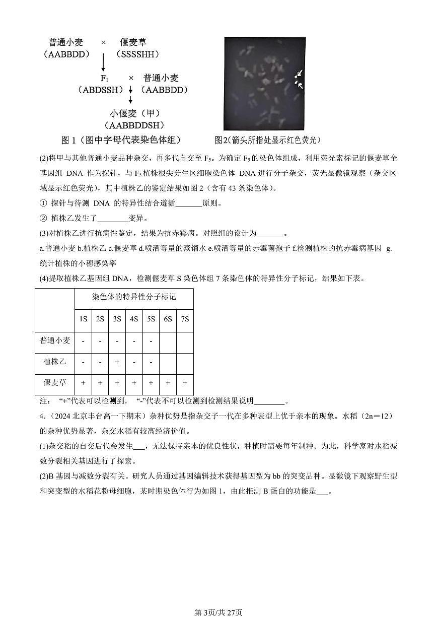 2024北京重點(diǎn)校高一（下）期末真題生物匯編：基因突變及其它變異章節(jié)綜合（非選擇題）第3頁(yè)