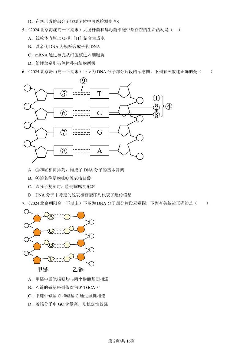 2024北京重点校高一(下)期末真题生物汇编:基因的本质章节综合第2页