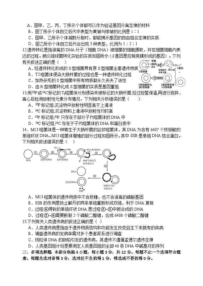 江苏省扬州中学2024-2025学年高三上学期10月月考试题 生物 Word版含答案第3页