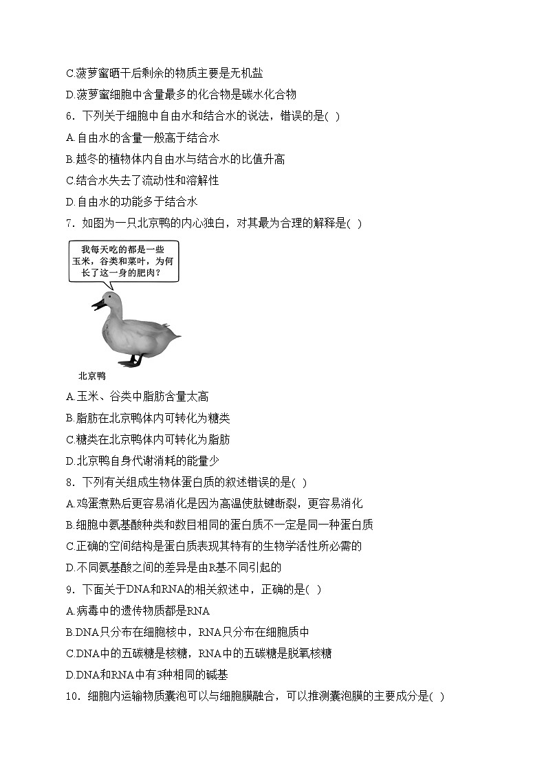 成都市郫都区绵实外国语学校2024-2025学年高一上学期12月月考生物试卷(含答案)第2页