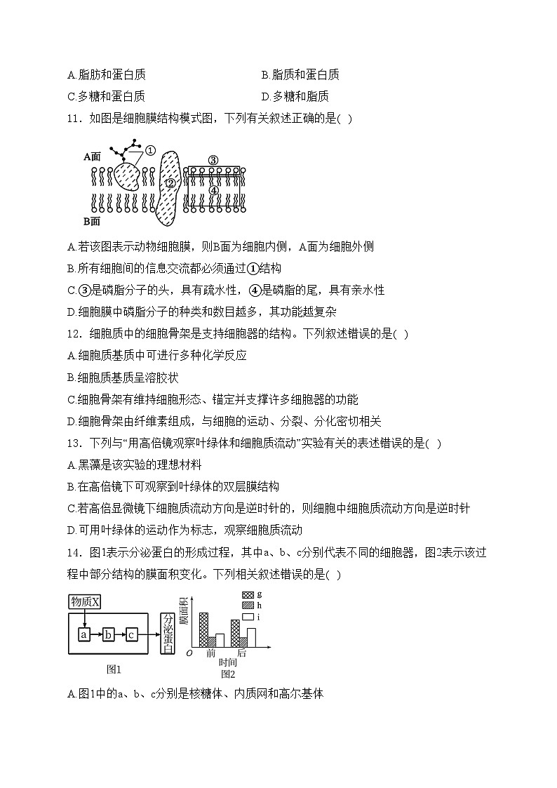 成都市郫都区绵实外国语学校2024-2025学年高一上学期12月月考生物试卷(含答案)第3页