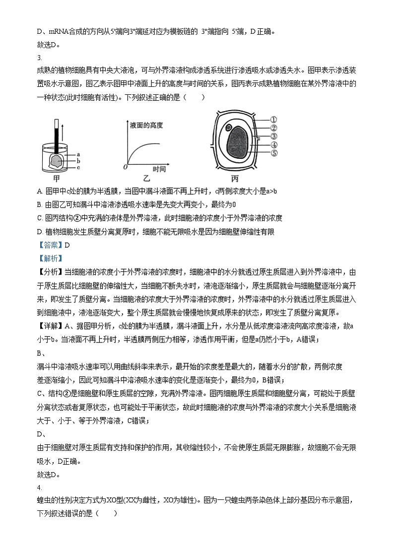 重庆市第八中学2024-2025学年高三上学期12月月考生物试卷(Word版附解析)第2页