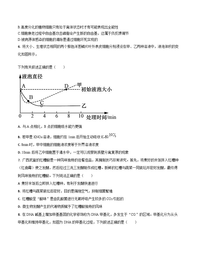吉林省梅河口市第五中学2025届高三上学期期末考试生物试卷(Word版附答案)第2页