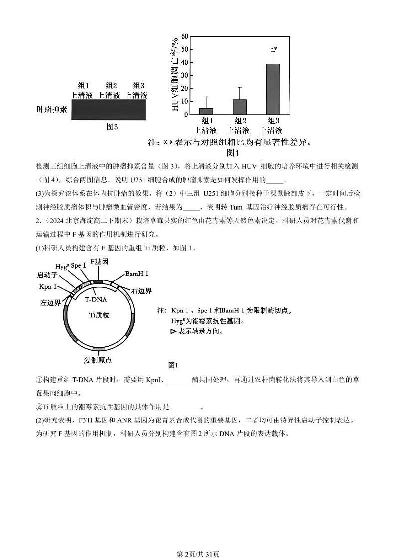 2024北京重点校高二(下)期末真题生物汇编:基因工程章节综合(非选择题)第2页