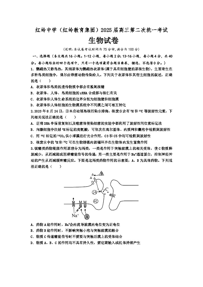 广东省深圳市福田区红岭中学2024-2025学年高三上学期第二次统一考试生物第1页