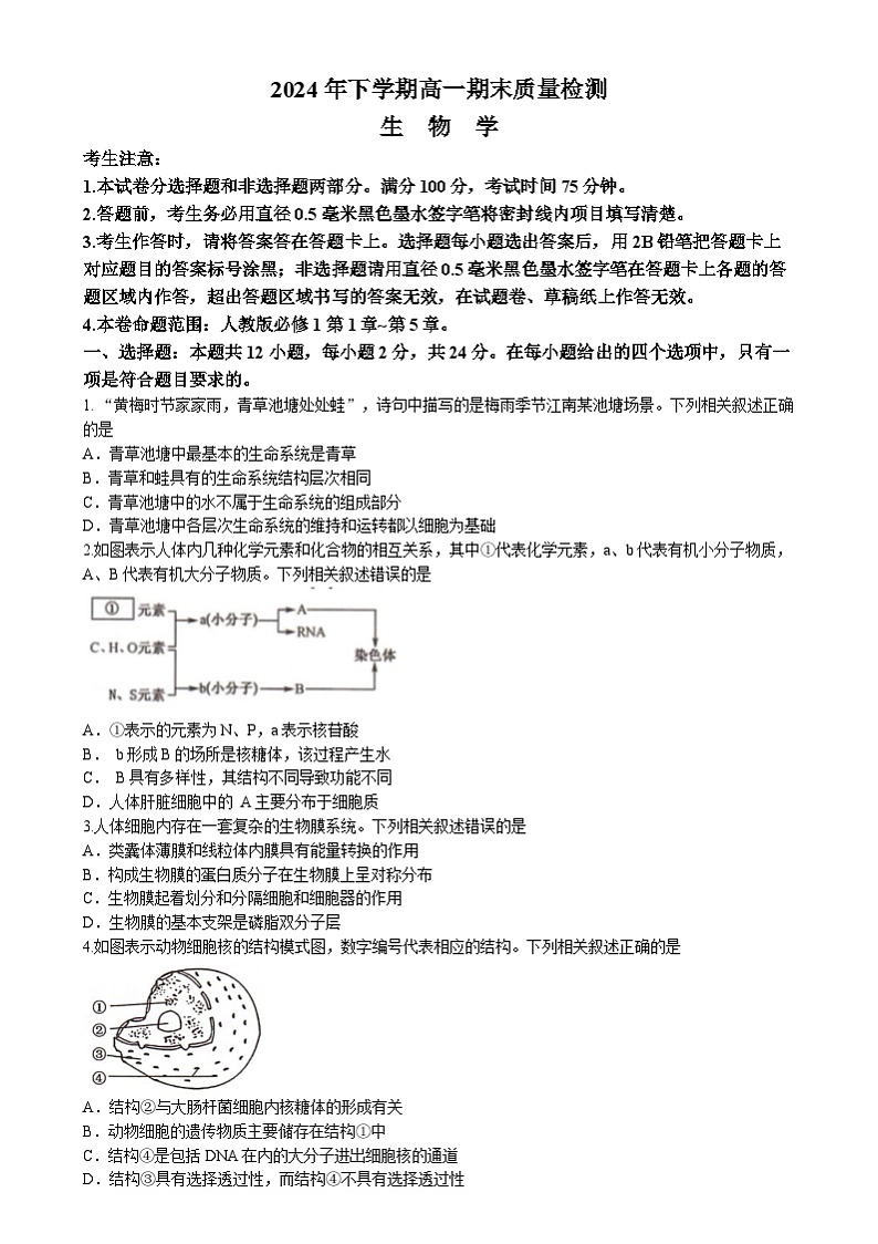 湖南省名校大联考2024-2025学年高一上学期1月期末考试生物试题(Word版附答案)第1页