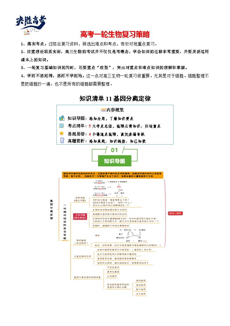 专题11 基因分离定律（讲练）--2025年高考生物一轮复习知识点