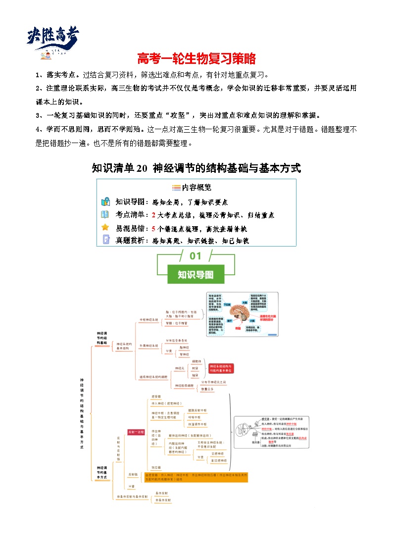 专题20 神经调节的结构基础与基本方式（讲练）--2025年高考生物一轮复习知识点