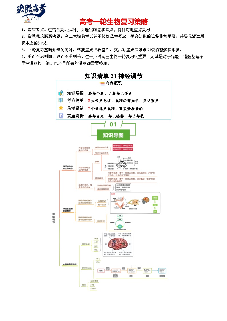 专题21 神经调节（讲练）--2025年高考生物一轮复习知识点