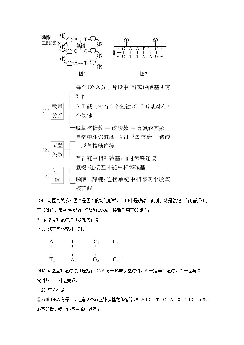 专题17_DNA的结构、复制与基因的本质(学生版)第2页