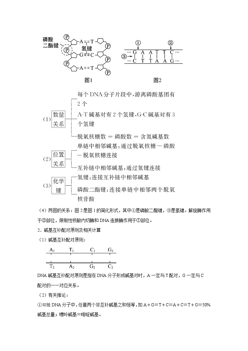 专题17_DNA的结构、复制与基因的本质(教师版)第2页