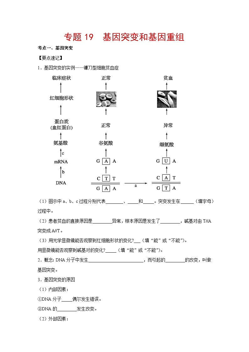 专题19 基因突变和基因重组(教师版)第1页