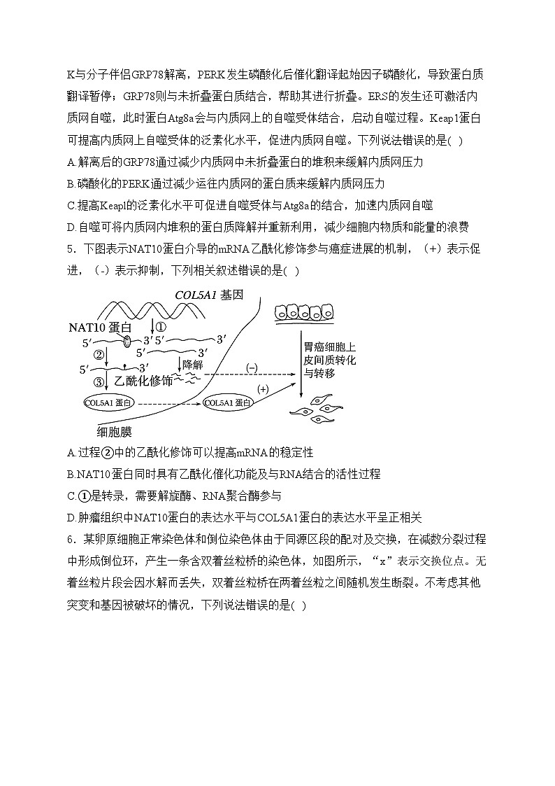 山东省滕州市第一中学2025届高三上学期12月定时检测生物试卷(含答案)第2页