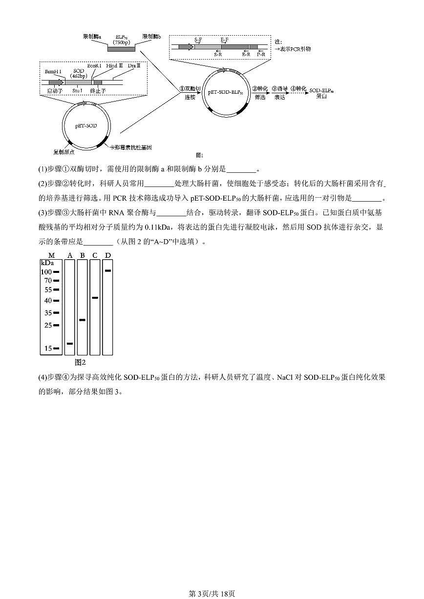 2022-2024全國(guó)高考真題生物匯編：基因工程的應(yīng)用第3頁(yè)