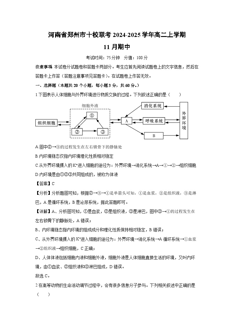 2024~2025学年河南省郑州市十校联考高二上学期11月期中生物试卷（解析版）