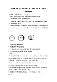 2024~2025學(xué)年河北省邢臺(tái)市名校聯(lián)合體高二上學(xué)期11月期中生物試卷（解析版）