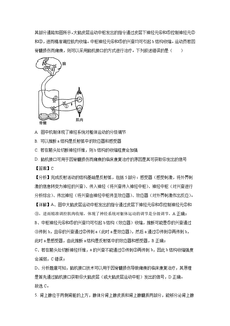 2024~2025学年河北省沧衡名校联盟高二上学期11月期中考试生物试卷(解析版)第3页