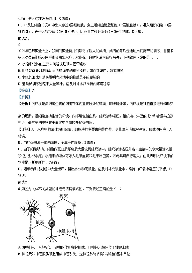 四川省荣县中学2024-2025学年高二上学期第一次月考生物试卷(Word版附解析)第3页