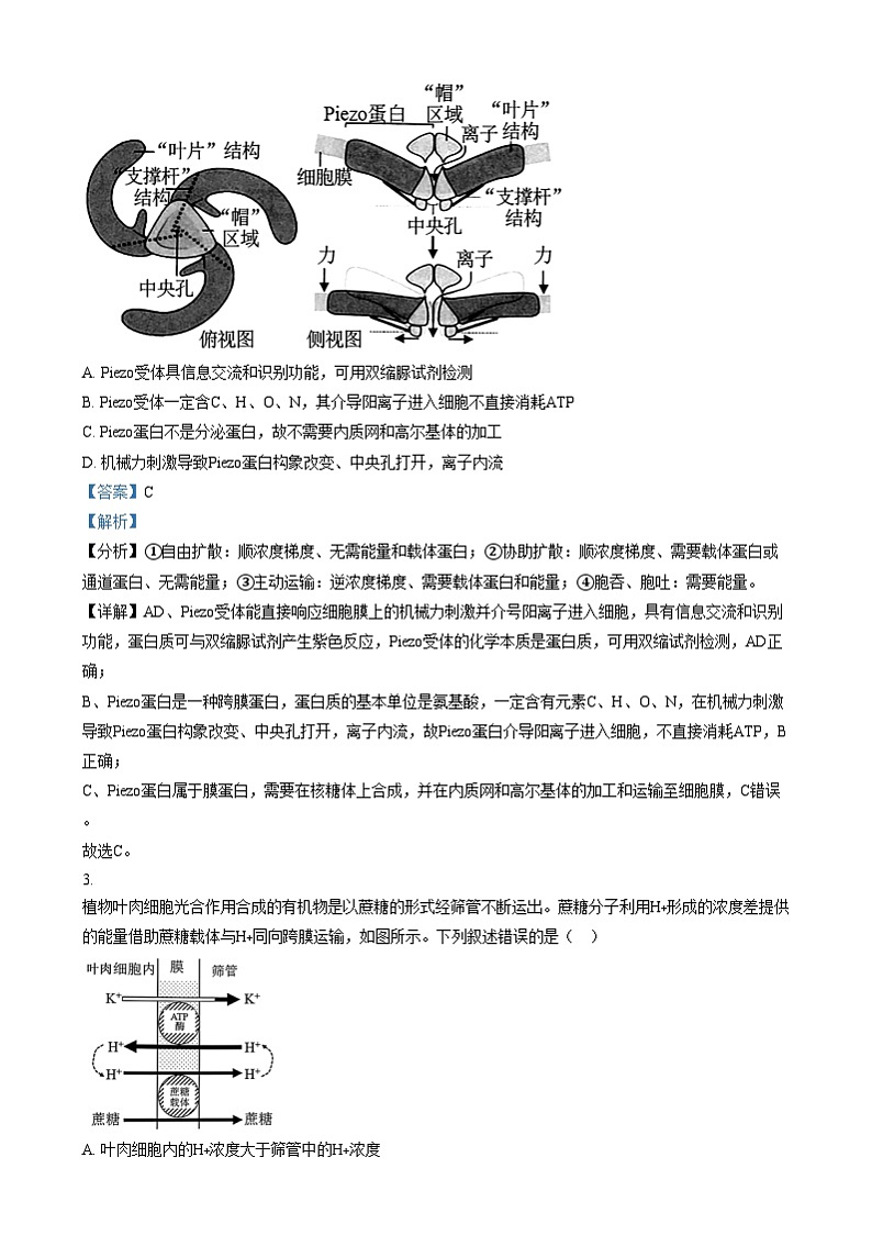 安徽省合肥市第一中学2024-2025学年高三上学期12月诊断检测生物试题含解析第2页