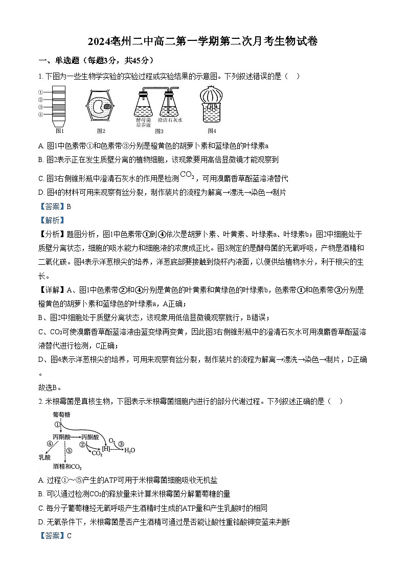 安徽省亳州市第二完全中学2024—2025学年高二上学期12月月考生物试题含解析第1页