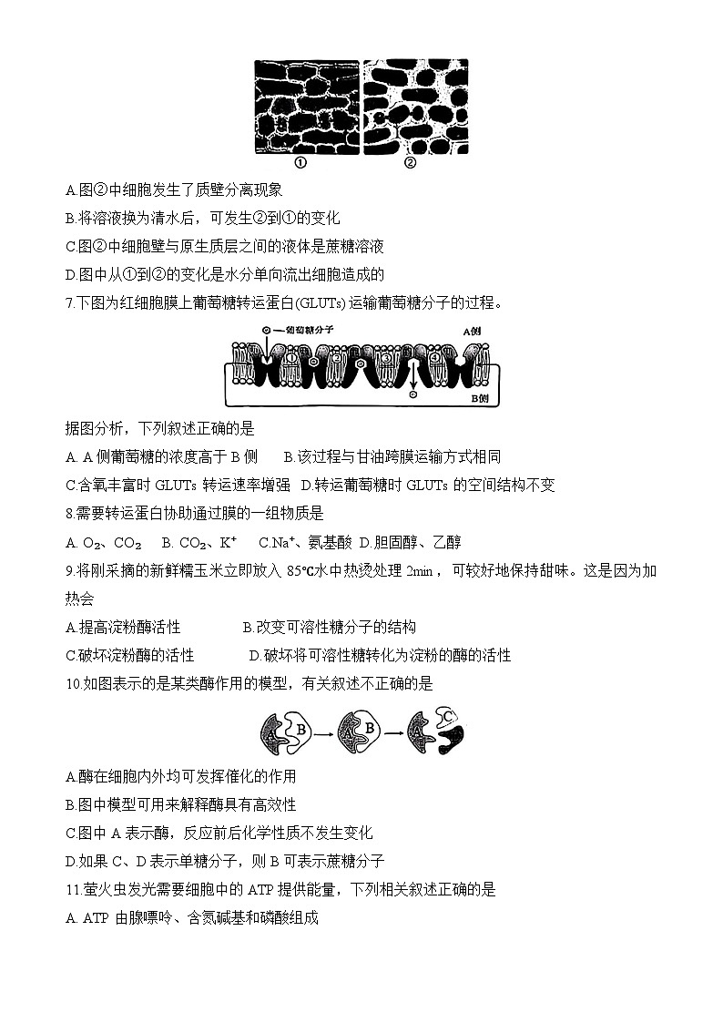 北京市清华附中2024-2025学年高一上学期期末考试生物学试题第2页