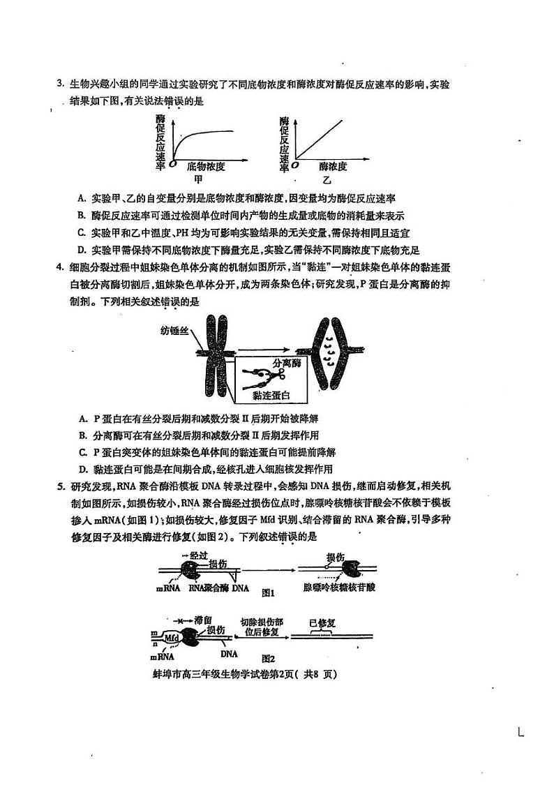 2025蚌埠高三上学期第一次教学质量检查考试(1月)生物PDF版含答案第2页