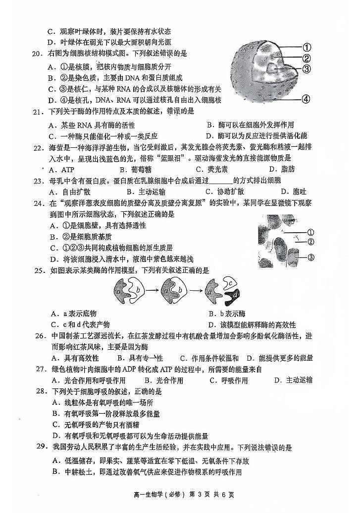 江苏省南通市如皋市2024-2025学年高一上学期期末生物试卷(必修)第3页