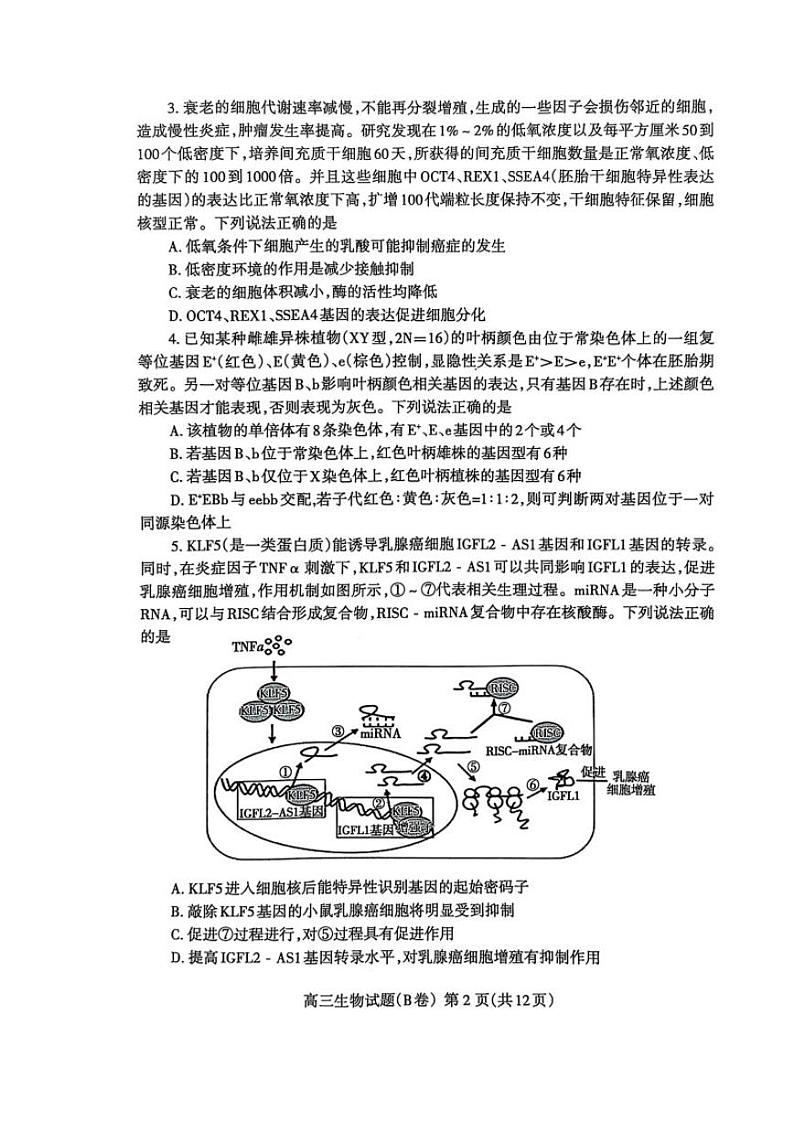 山东省泰安市2025届高三上学期1月期末考试 生物 PDF版含答案第2页