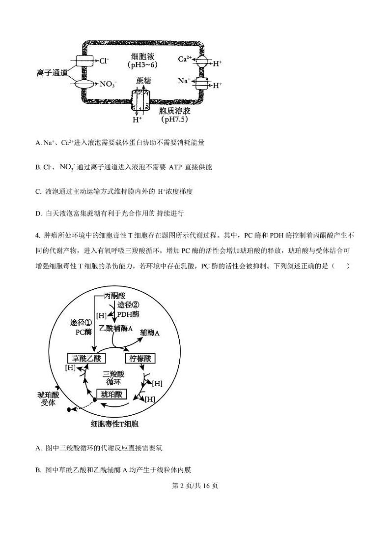 2025届江苏省高邮市高三10月学情调研-生物试题+答案第2页