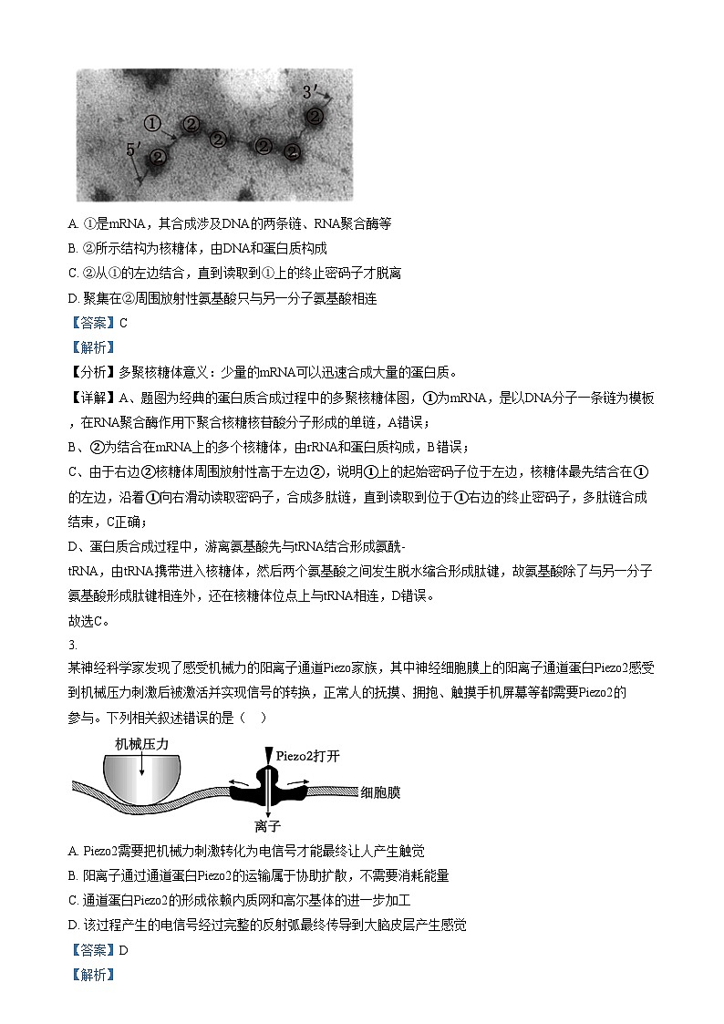 湖南省长沙市第一中学2024-2025学年高三上学期阶段性检测(五)生物试卷(Word版附解析)第2页