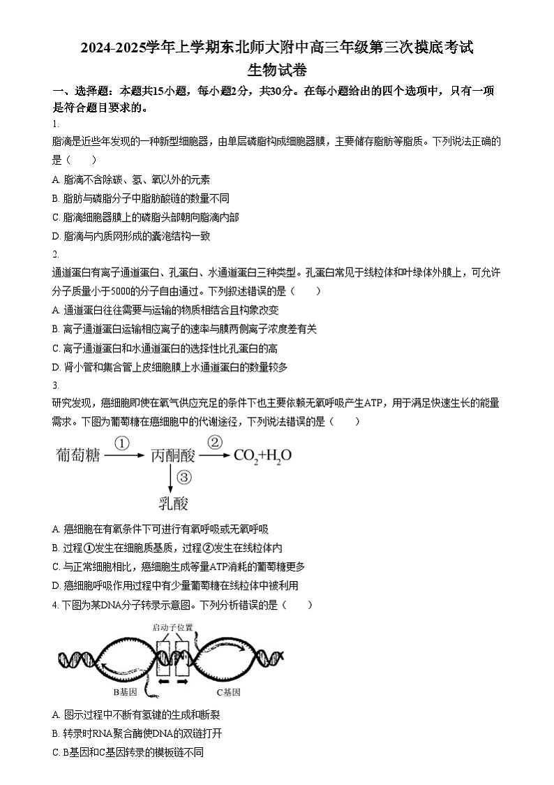 吉林省长春市东北师范大学附属中学2024-2025学年高三上学期第三次摸底考试生物试卷 Word版无答案第1页