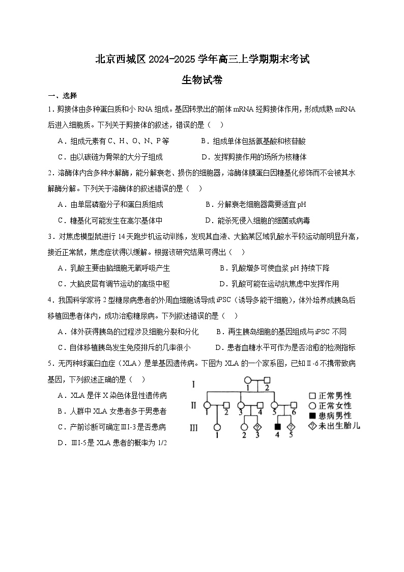 北京市西城区2024-2025学年高三上学期期末考试生物试卷（Word版附答案）