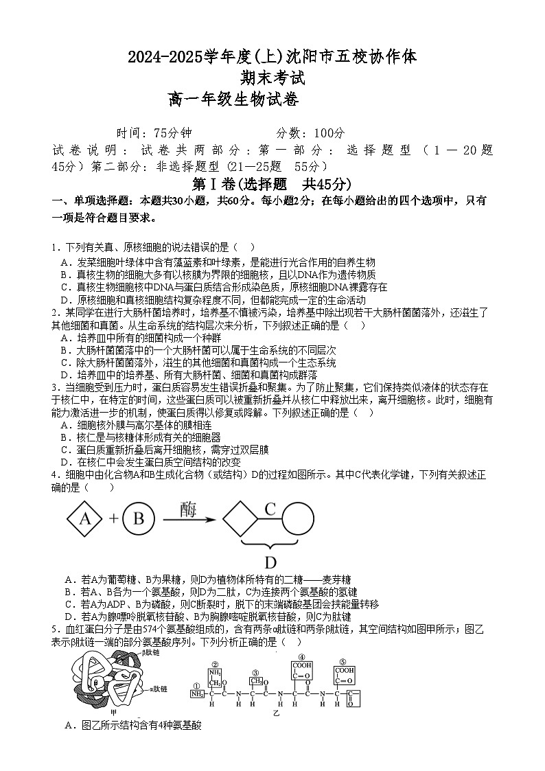 辽宁省沈阳市2024-2025学年度上学期高一期末五校联考生物试题五校联考高一期末生物试卷第1页